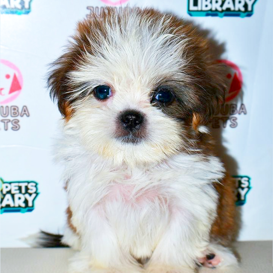 Shih Tzu Puppy
