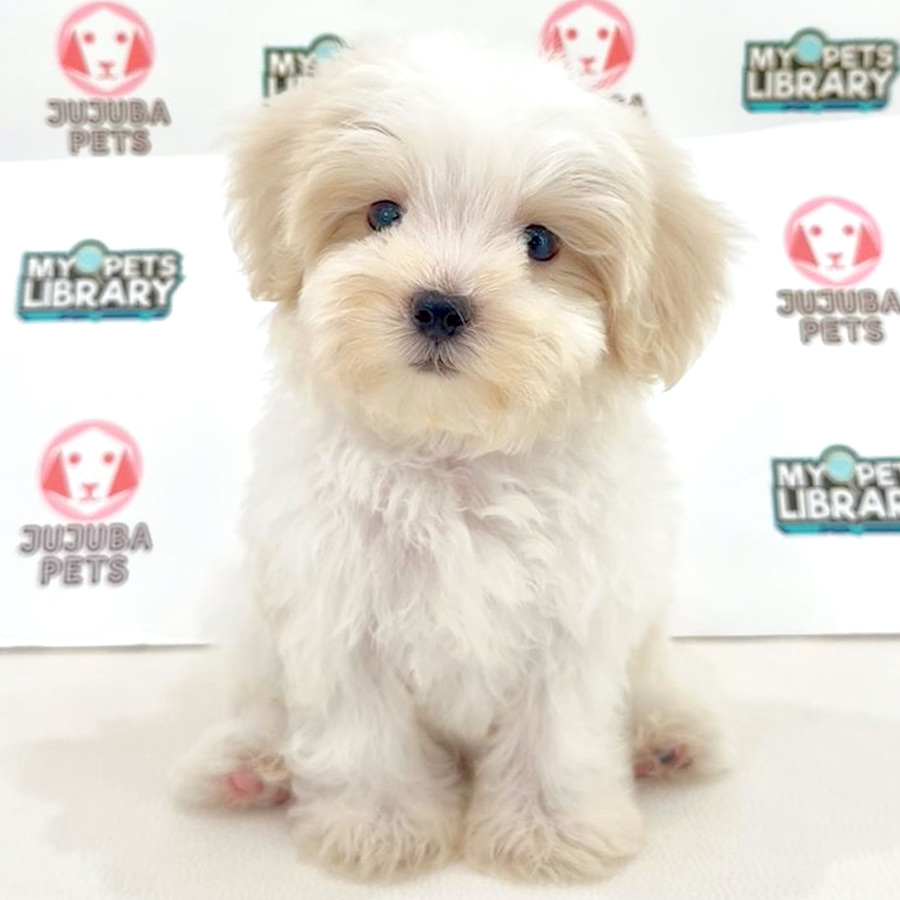 Maltipoo Puppy