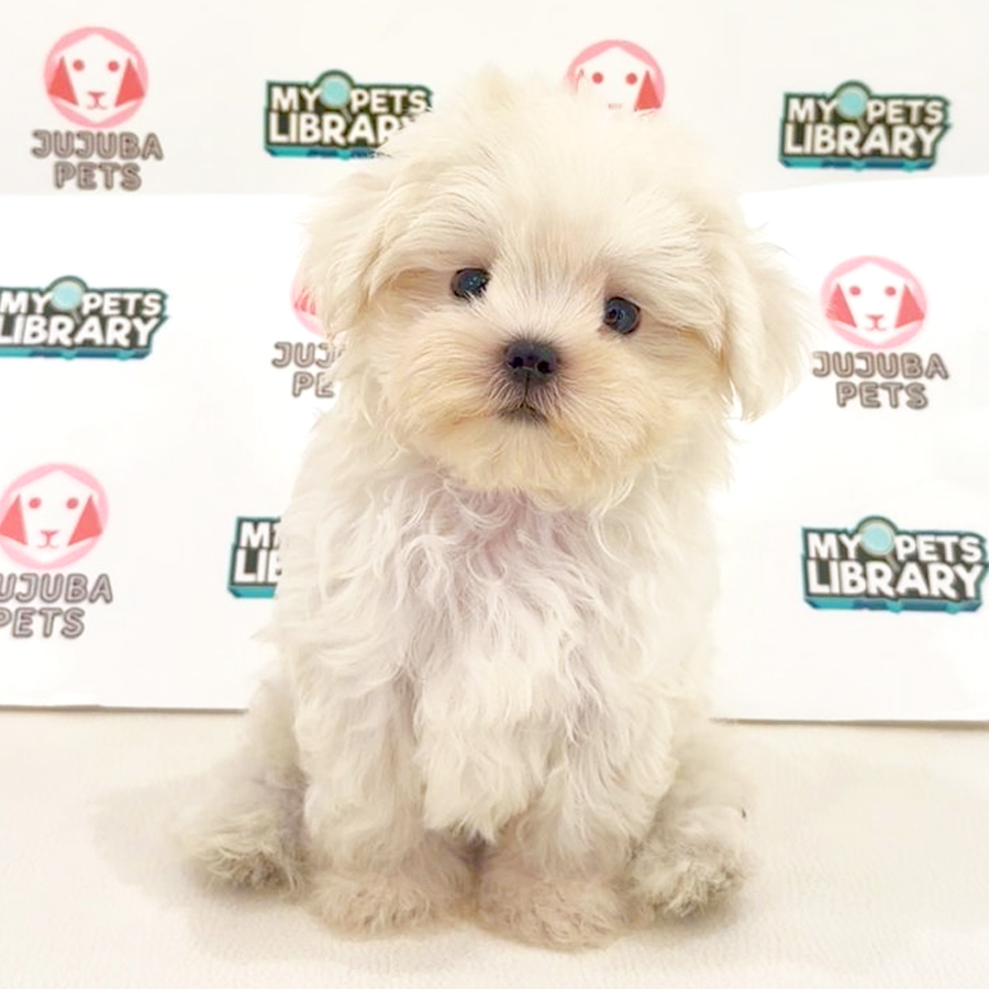 Maltipoo Puppy