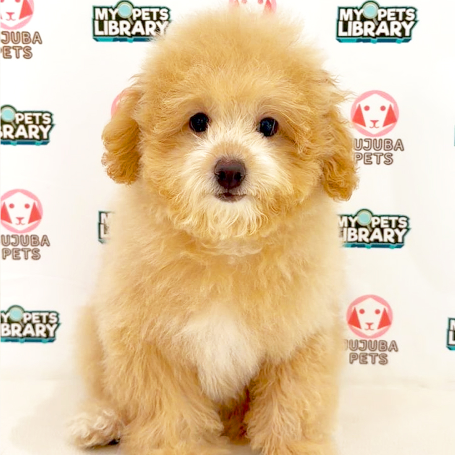 Toy Poodle Puppy