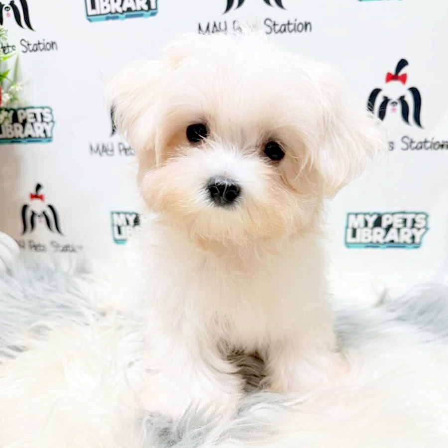 Maltese Puppy