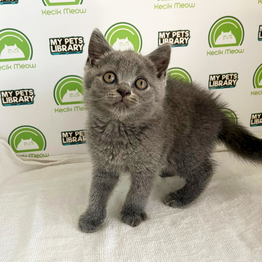 British Shorthair Kitten