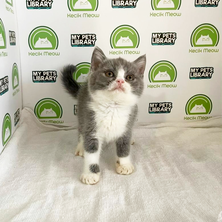 British Shorthair Kitten