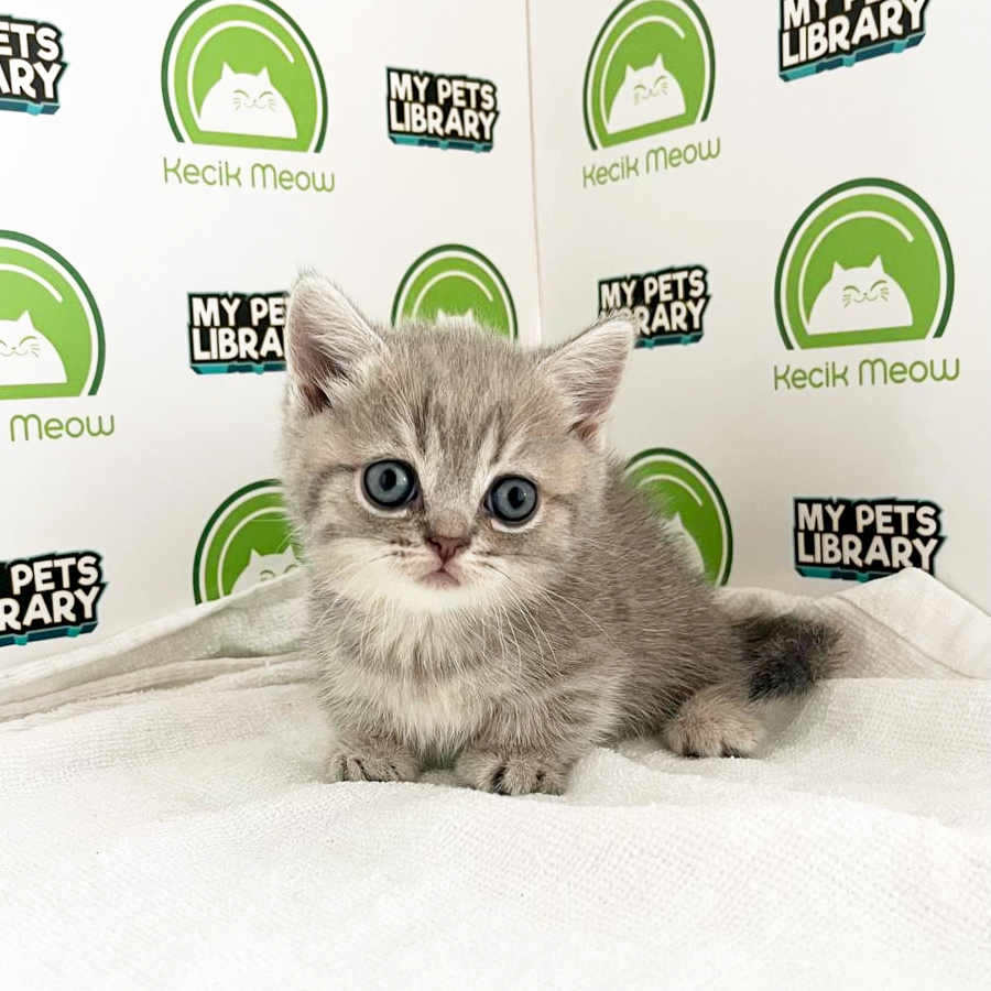 Munchkin Kitten