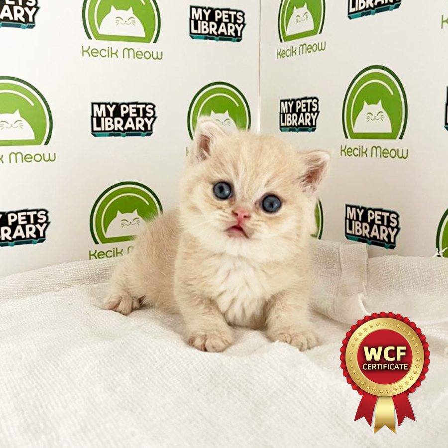 WCF British Shorthair Kitten