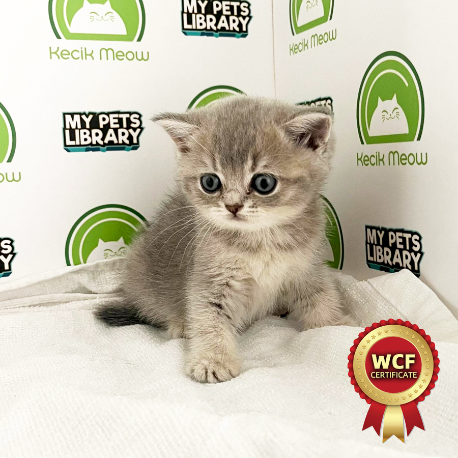WCF British Shorthair Kitten