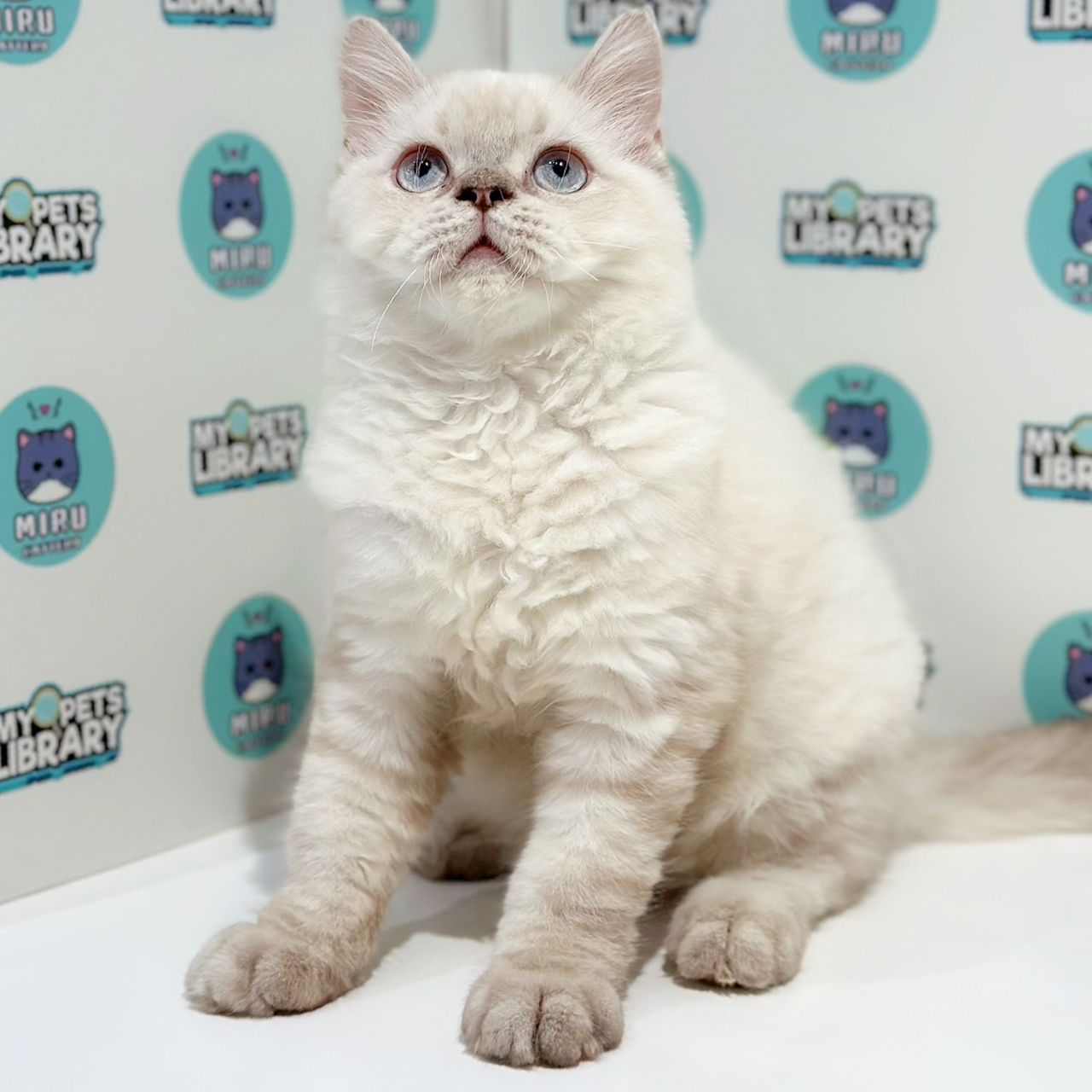 Himalayan Persian Kitten