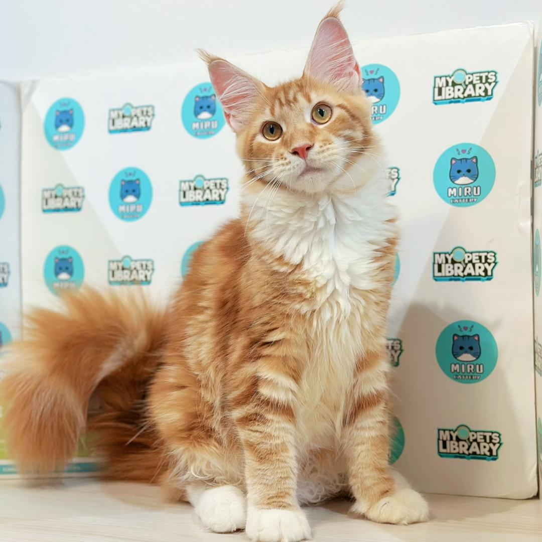 Maine Coon Kitten