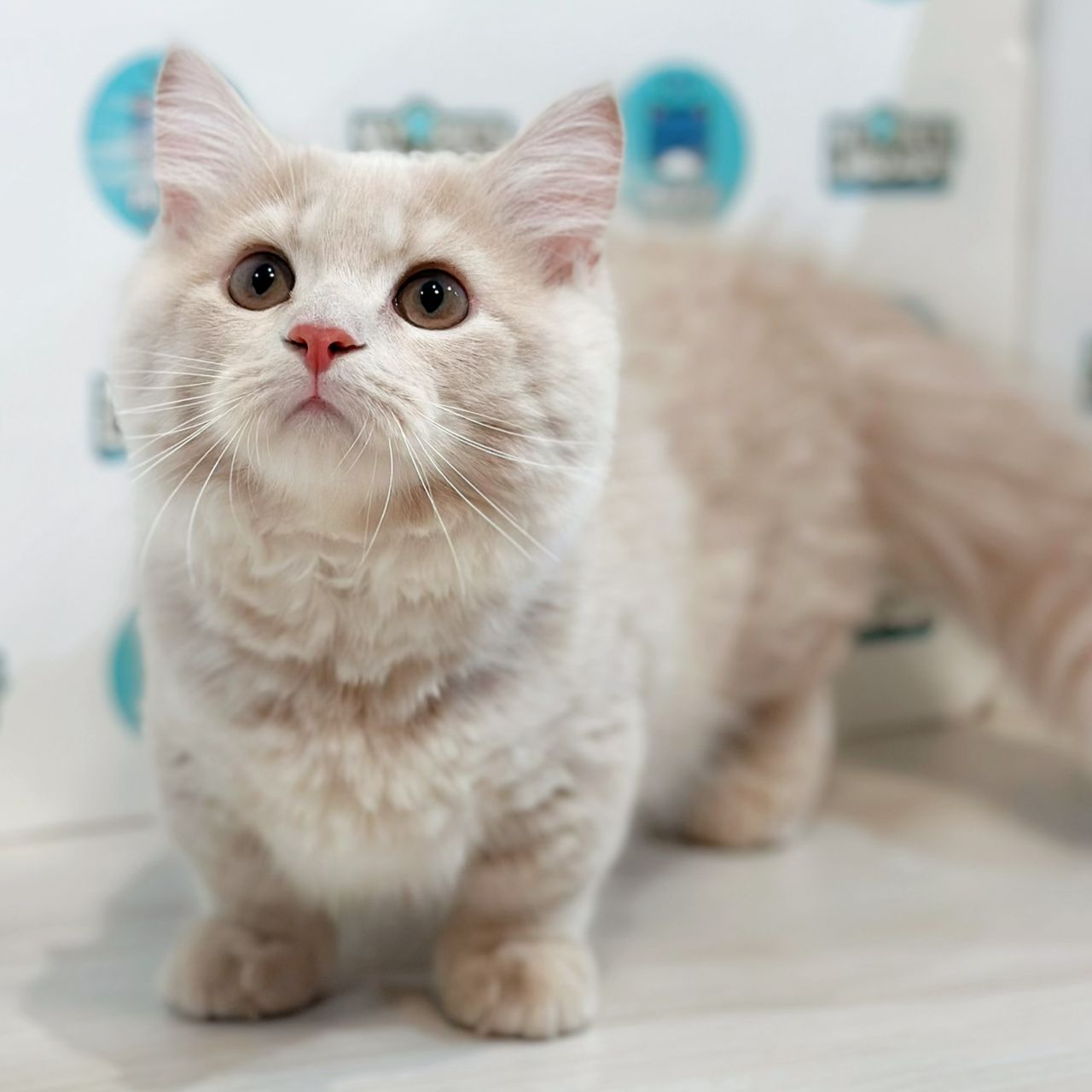 Super Short Minuet Napoleon Kitten