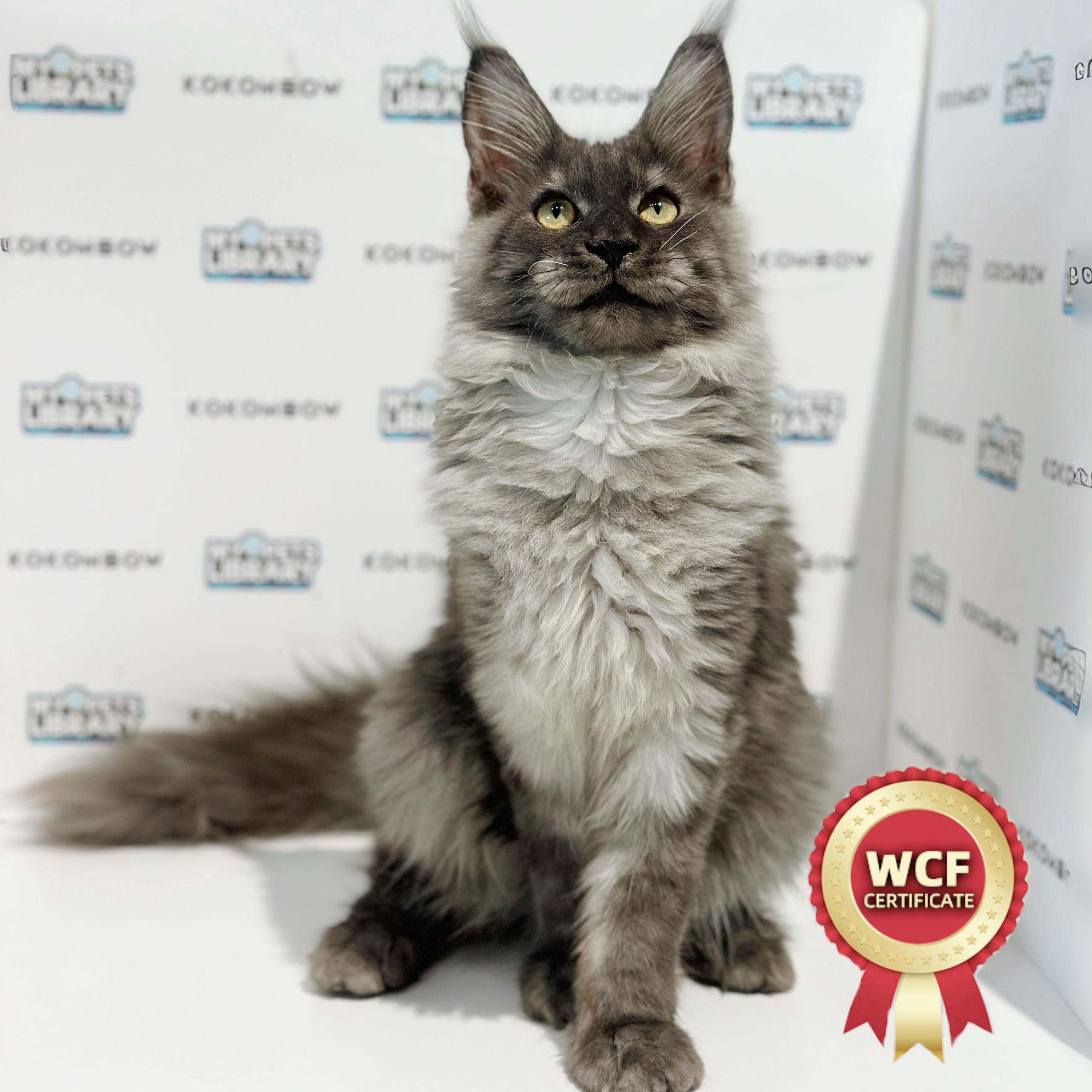 WCF Maine Coon Kitten