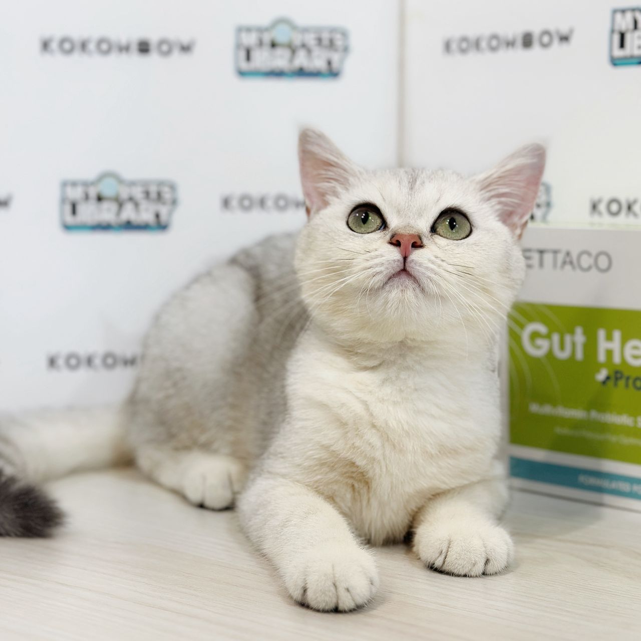 British Shorthair Kitten