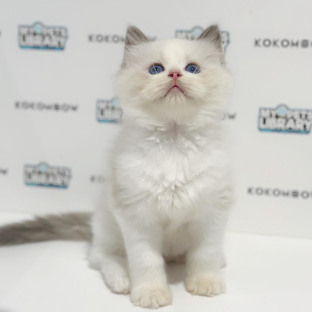 Ragdoll Kitten