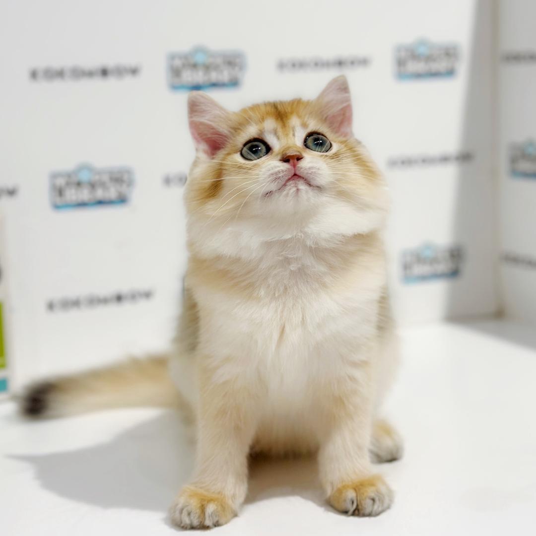 British Longhair Kitten
