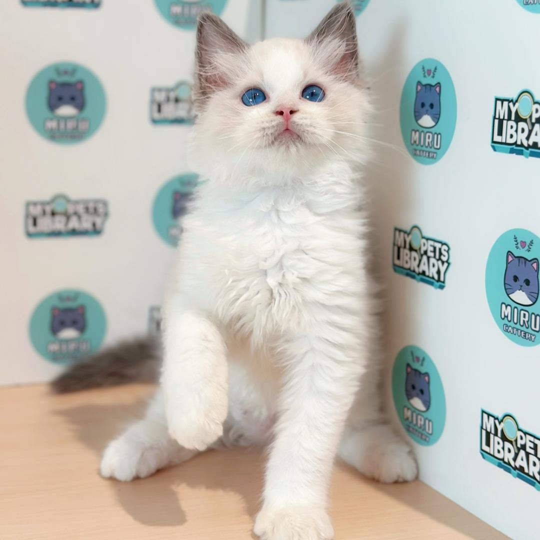 Ragdoll Kitten