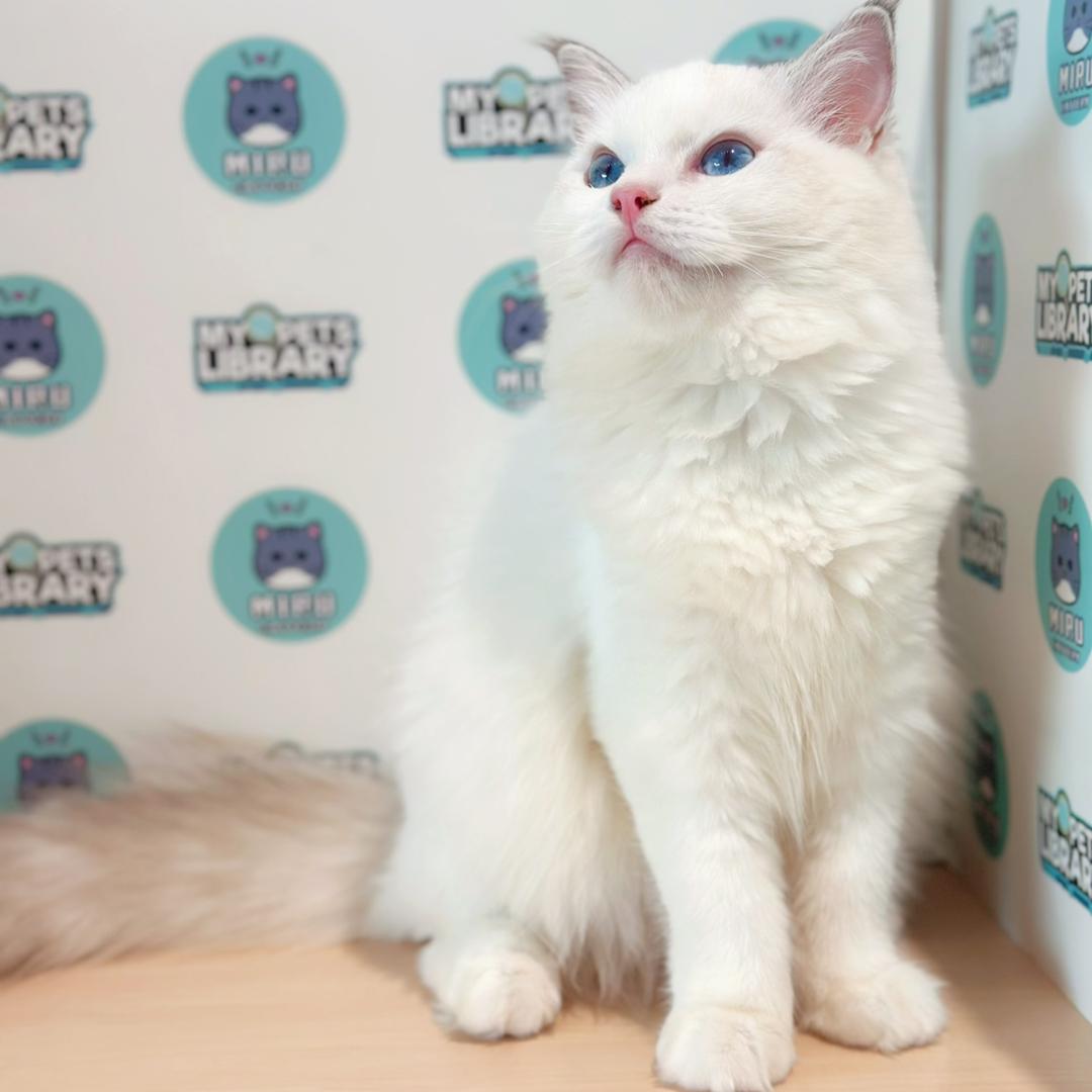 Ragdoll Kitten