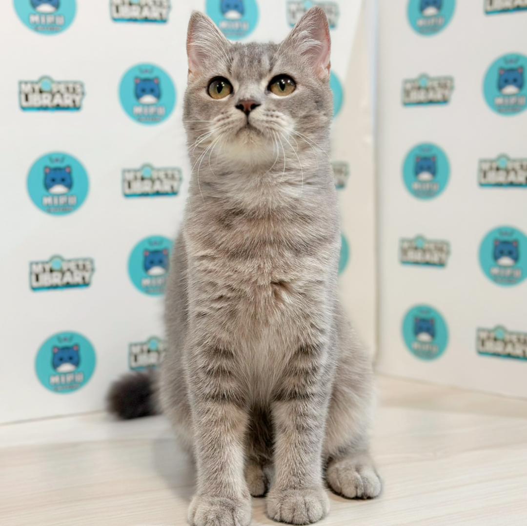 British Shorthair Kitten
