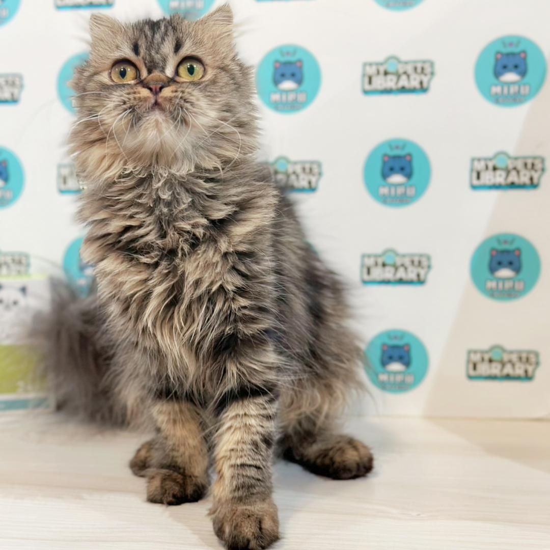 Scottishfold Kitten