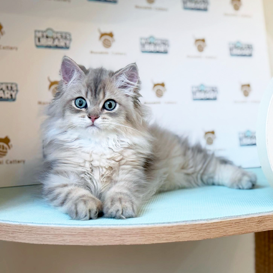 British Longhair Kitten