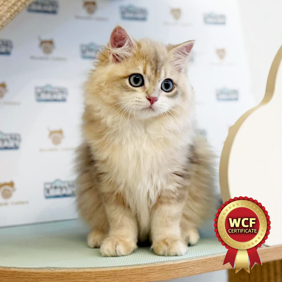 WCF British Longhair Kitten