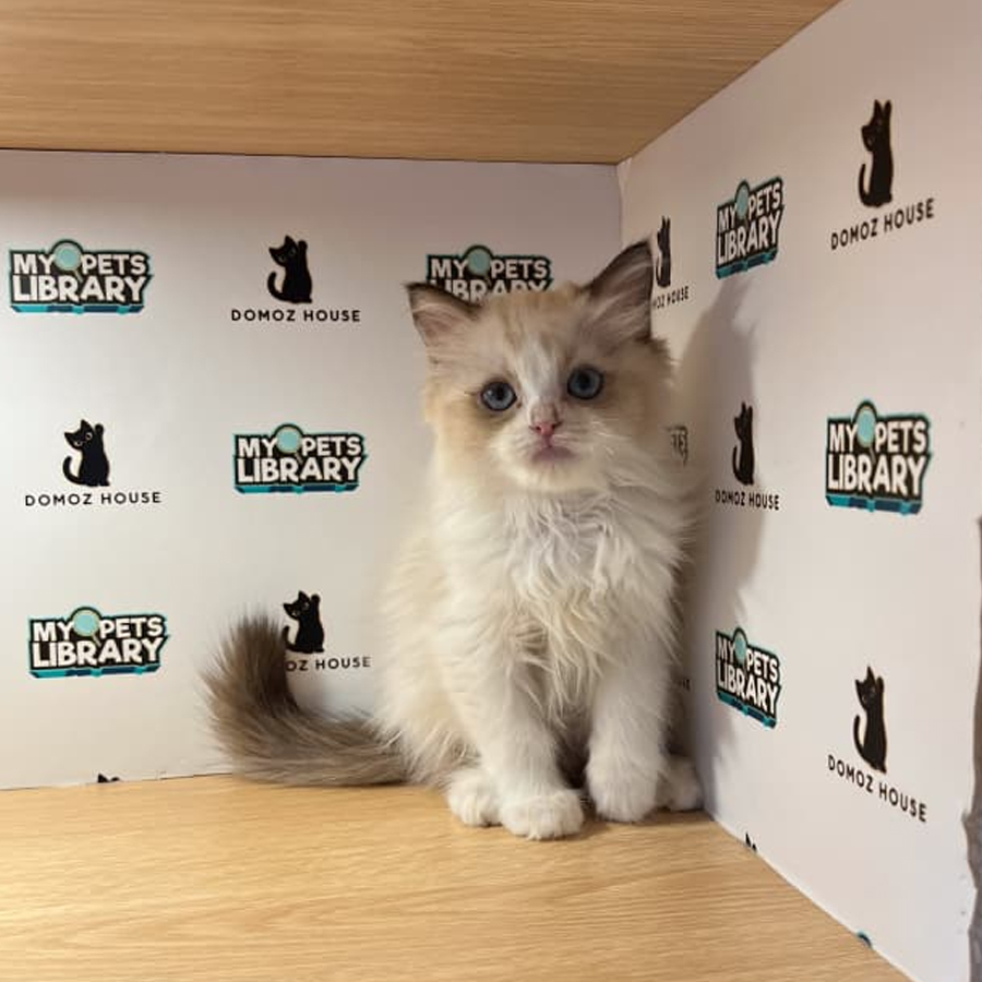 Ragdoll Kitten