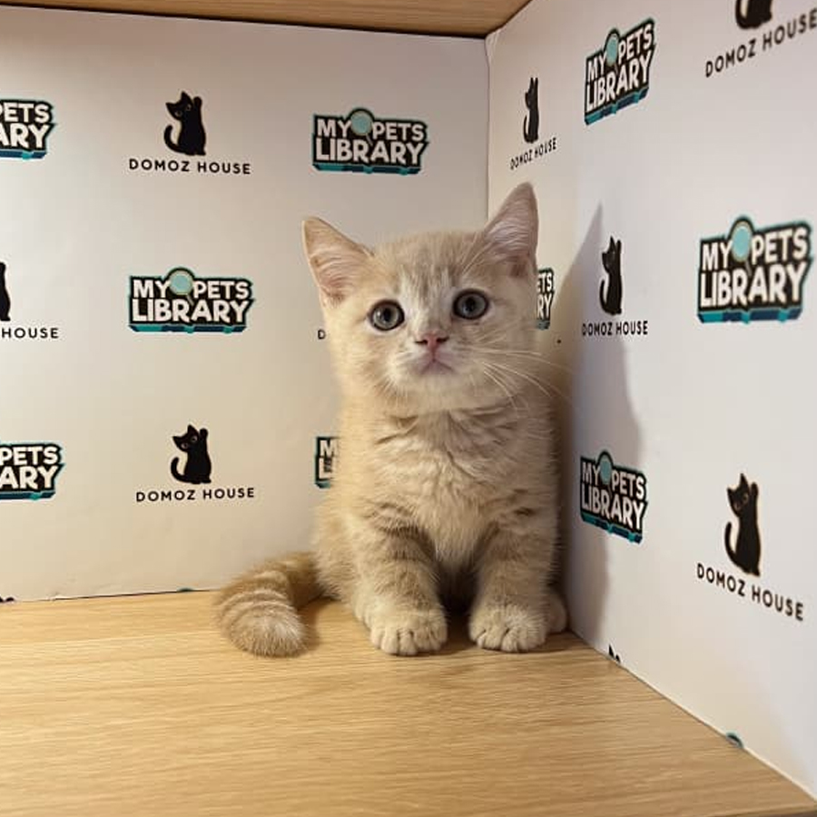 Munchkin Kitten
