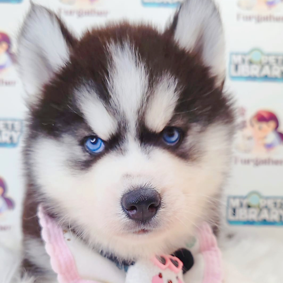 Wooly Husky Puppy