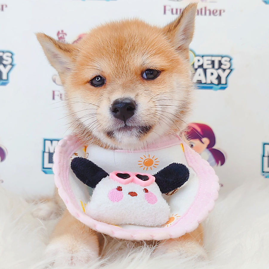 Shiba Inu Puppy