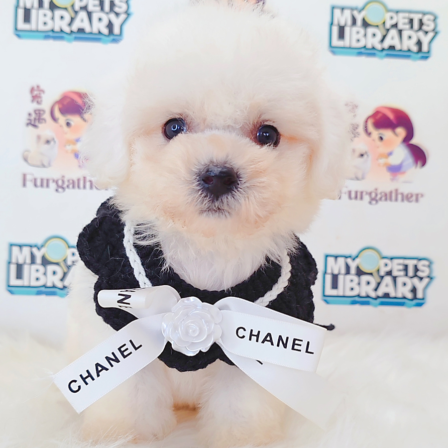 Bichon Frise Puppy