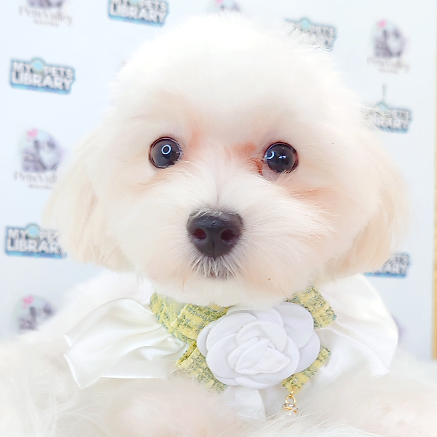 Maltipoo Puppy