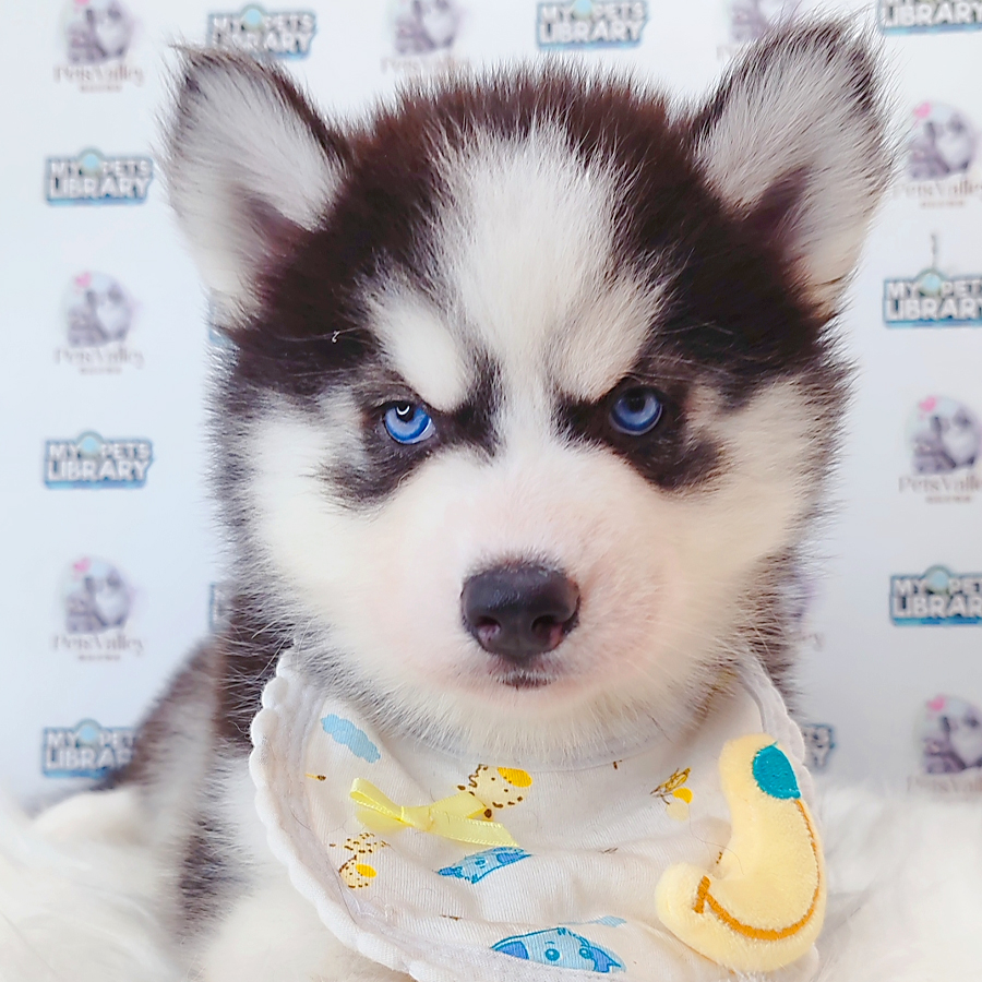 Wooly Husky Puppy