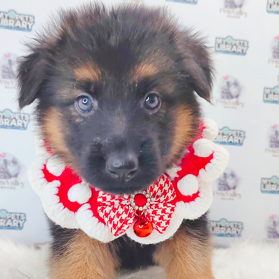 German Shepherd Puppy