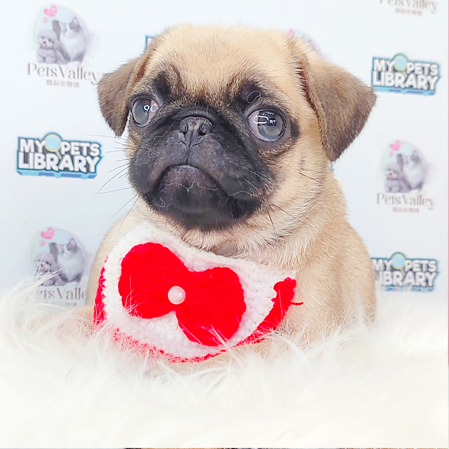 Pug Puppy