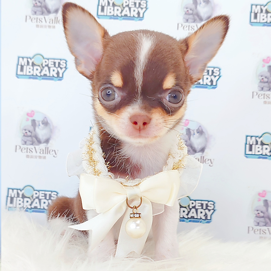 Chihuahua Puppy
