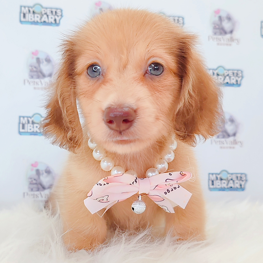 Long Coat Dachshund Puppy