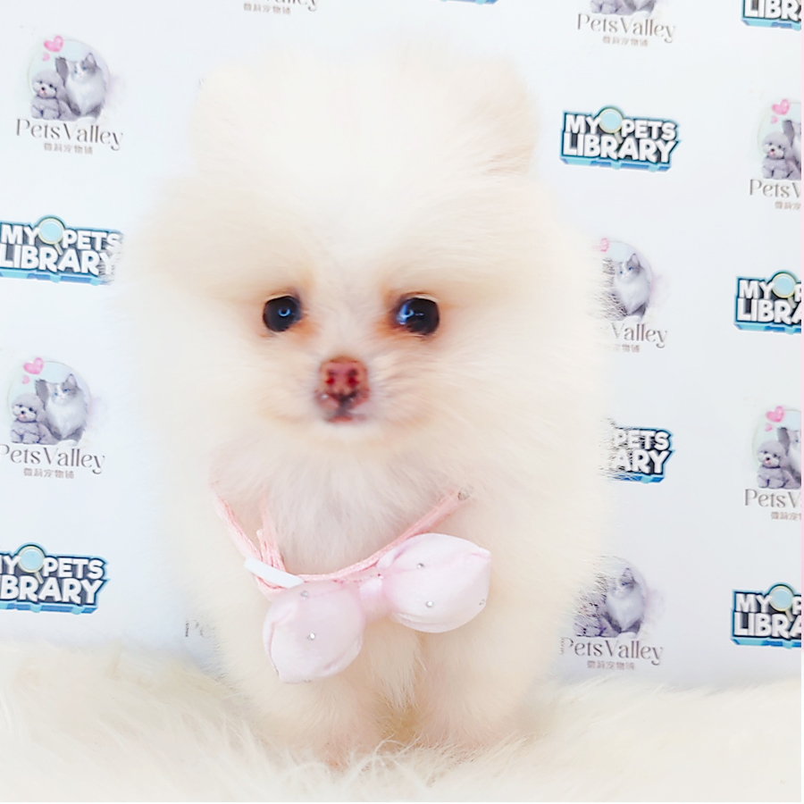 Pomeranian Puppy