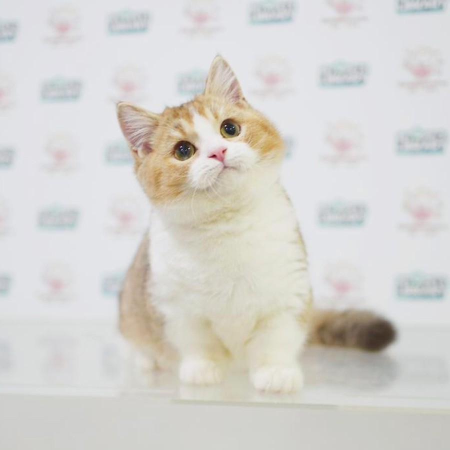 Munchkin Kitten