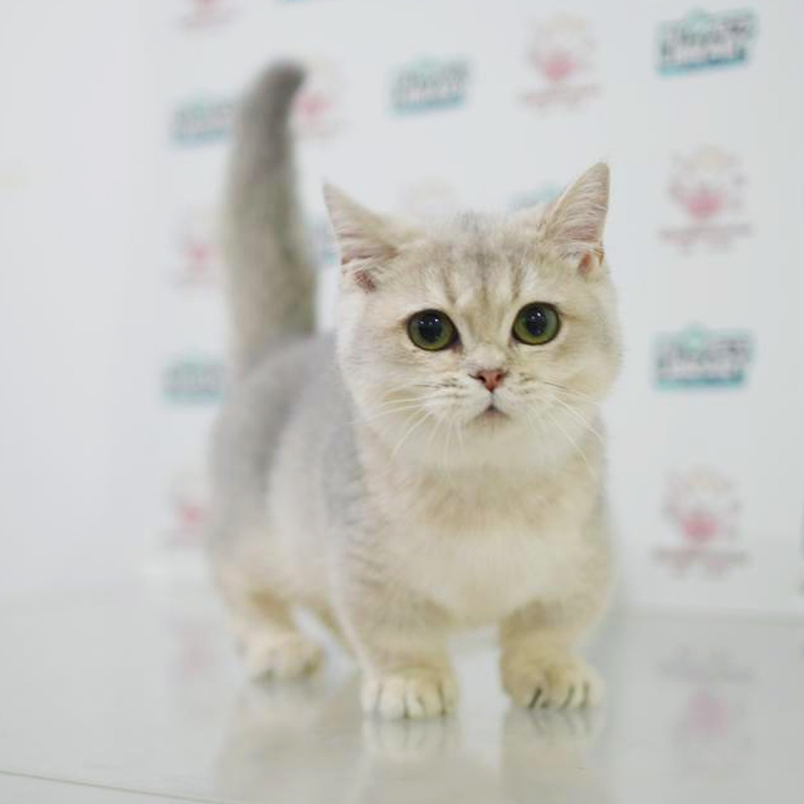 Munchkin Kitten