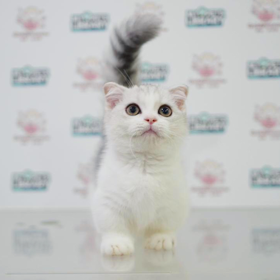 Munchkin Kilt Kitten