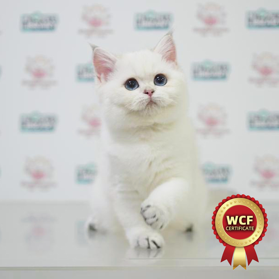 WCF British Shorthair Kitten
