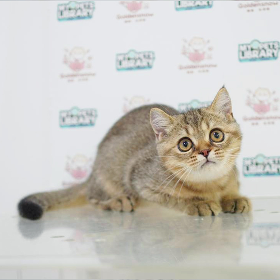 British Shorthair Kitten