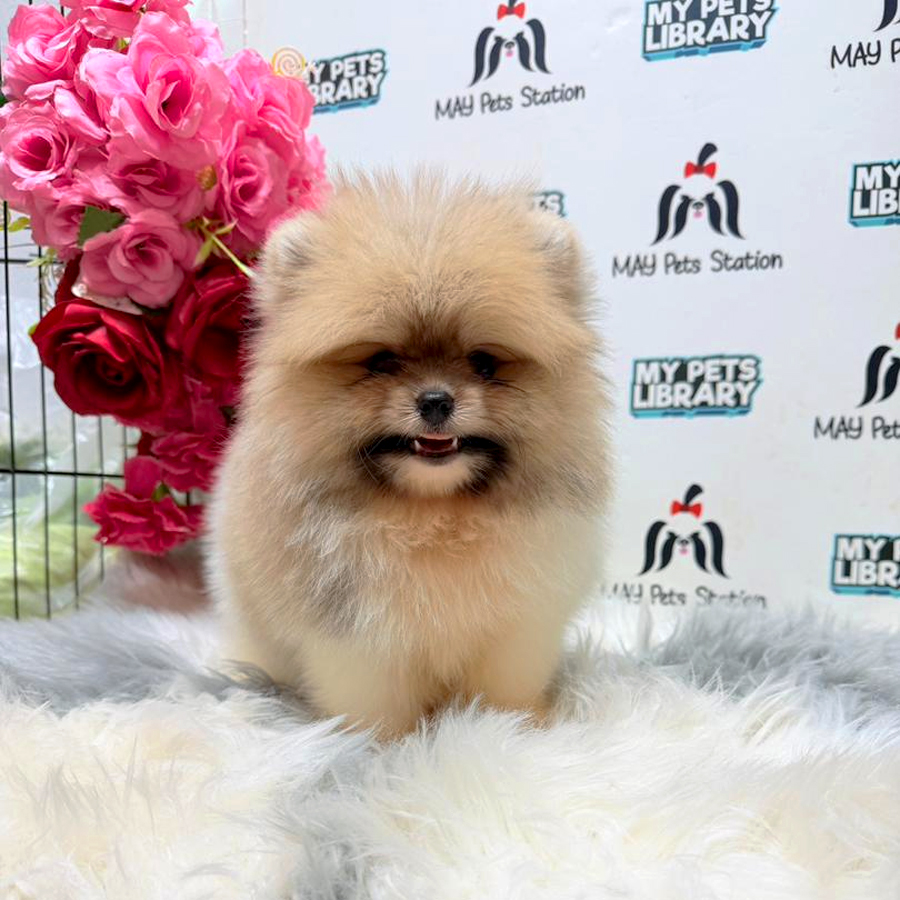 Pomeranian Puppy