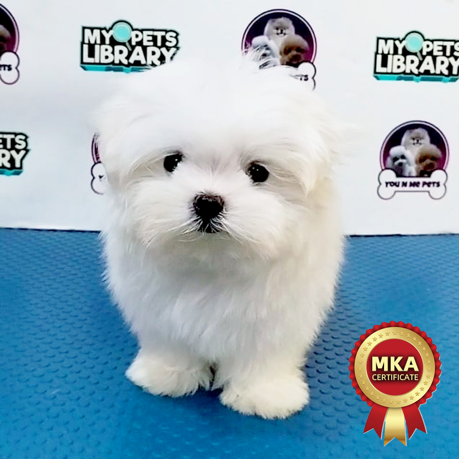 MKA Mini Maltese Puppy