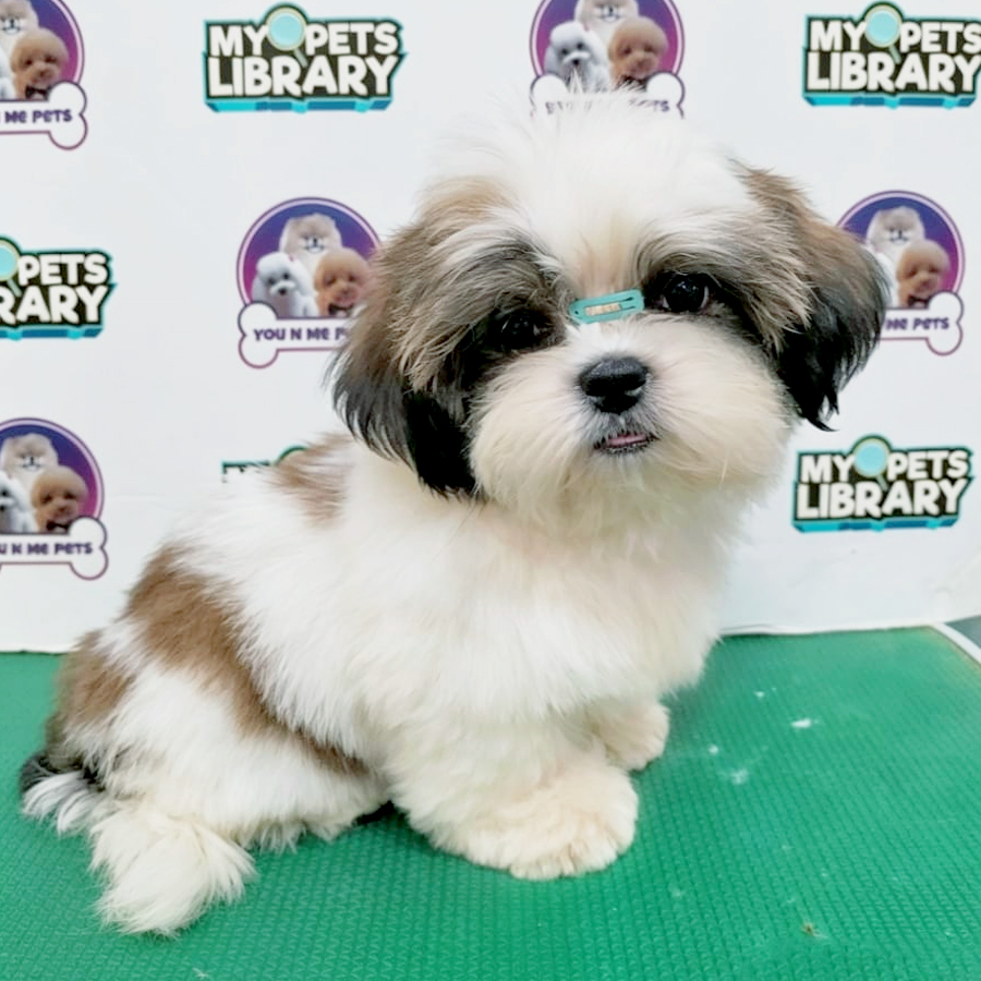 Mini Shih Tzu Puppy