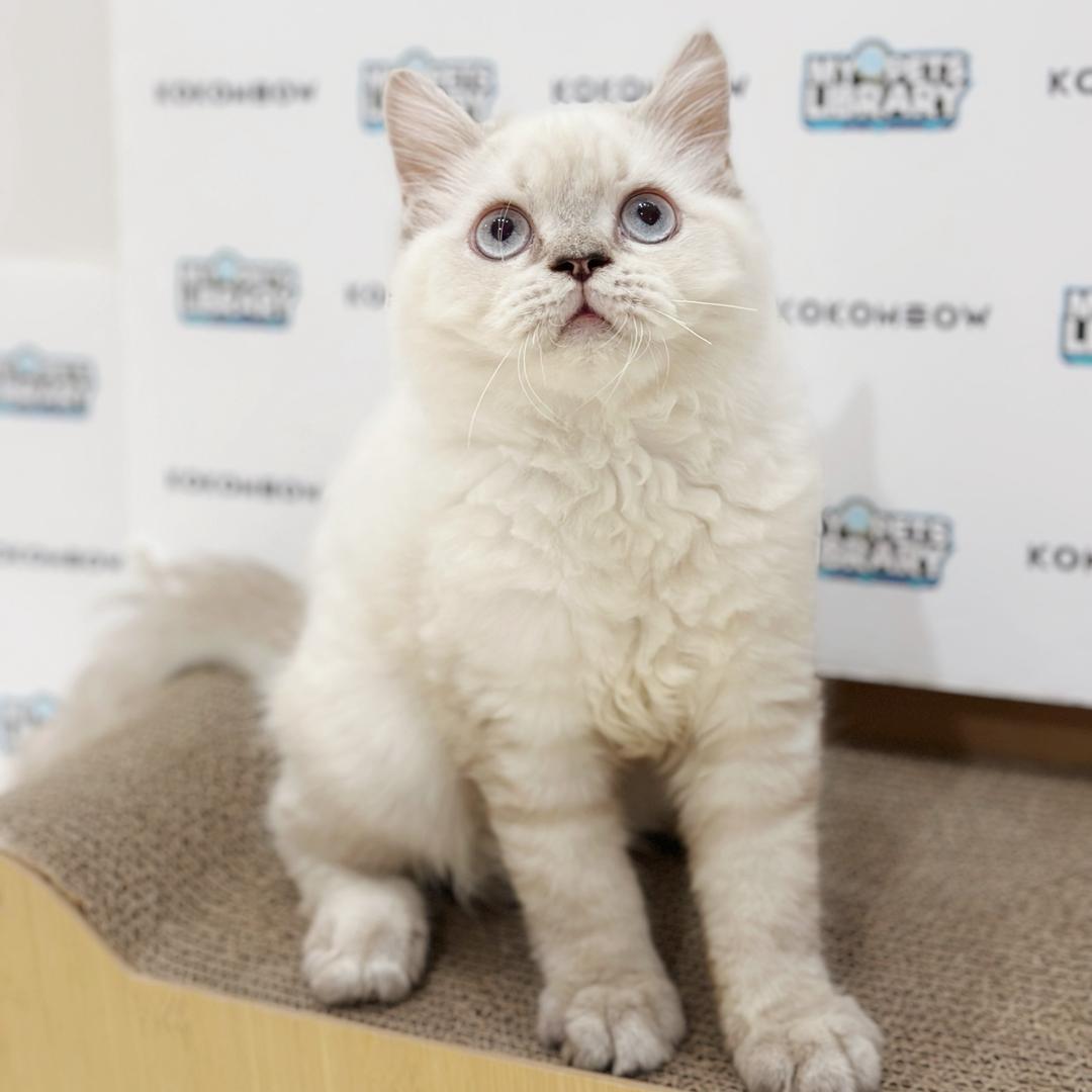 Himalayan Persian Kitten