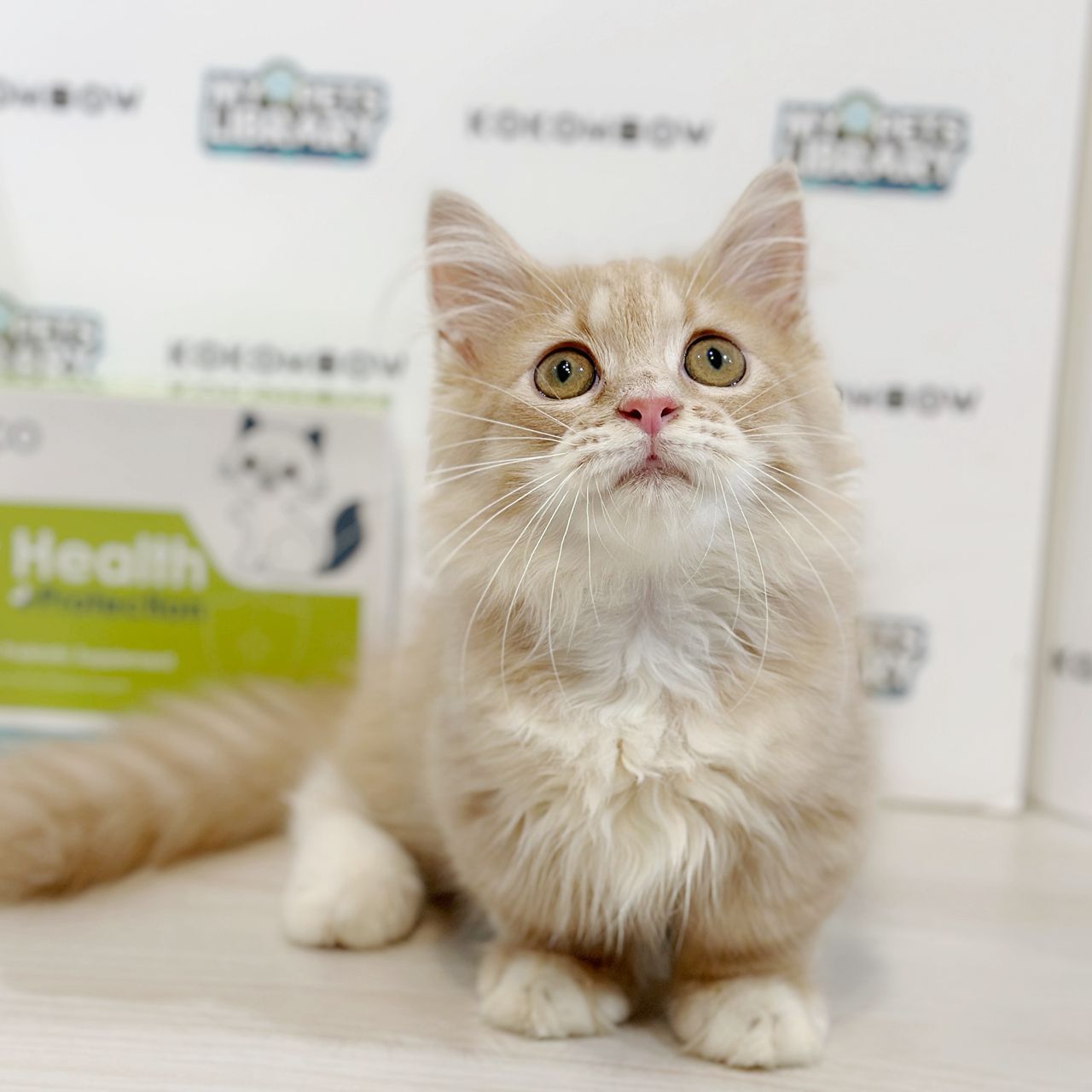 Super Short Munchkin Longhair Kitten