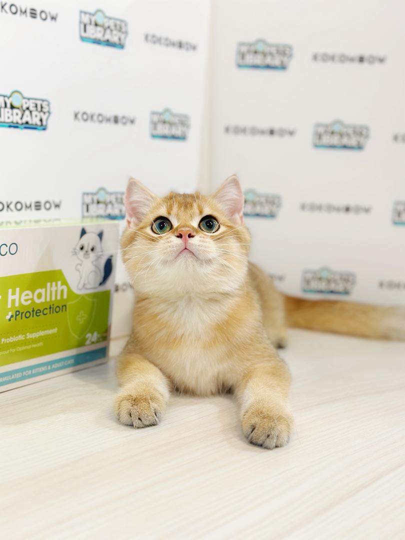 British Shorthair Kitten