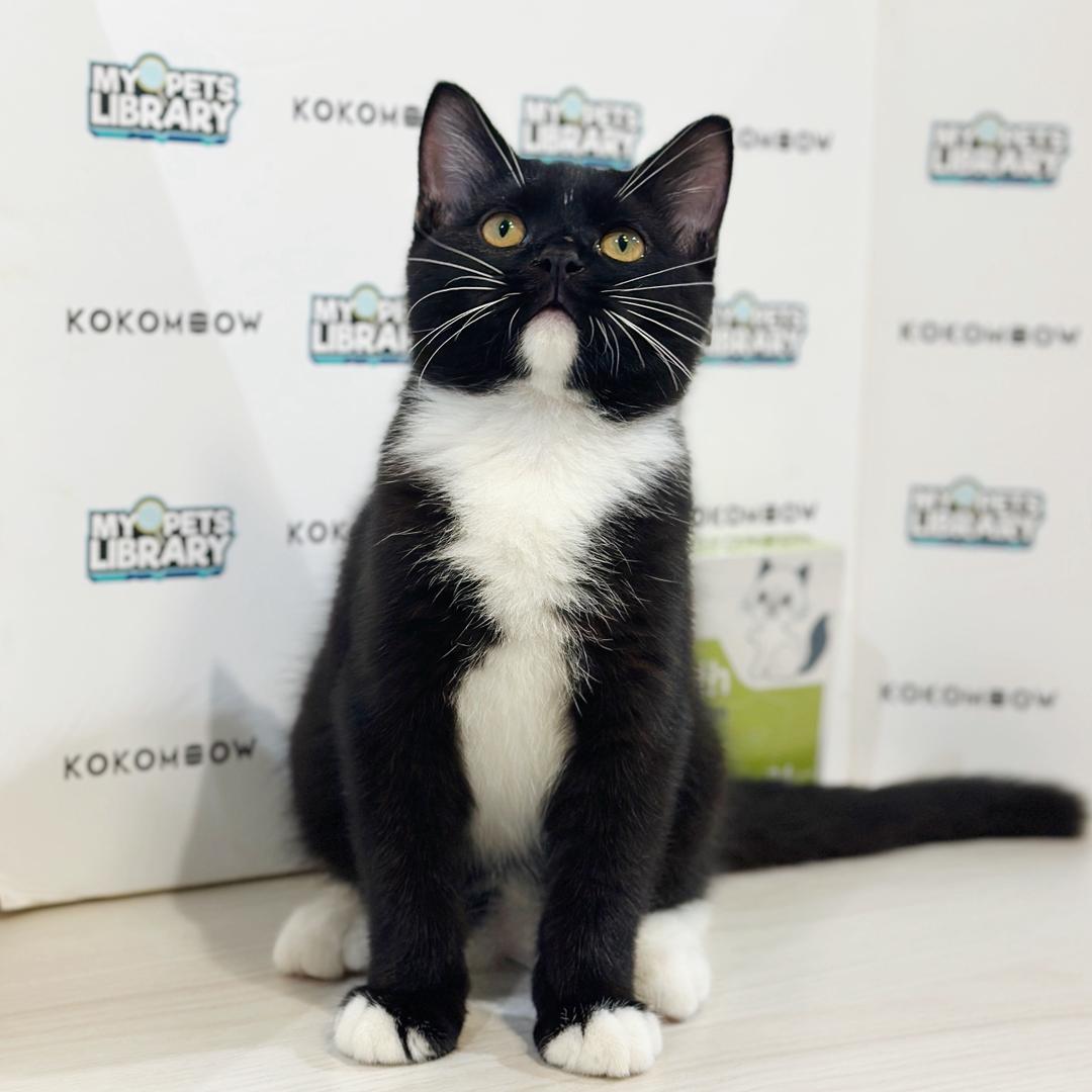Scottishstraight Kitten