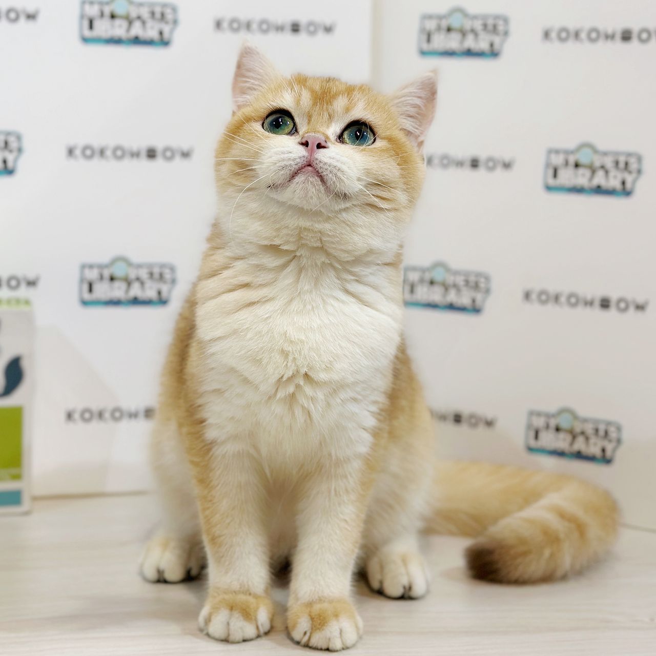 British Shorthair Kitten
