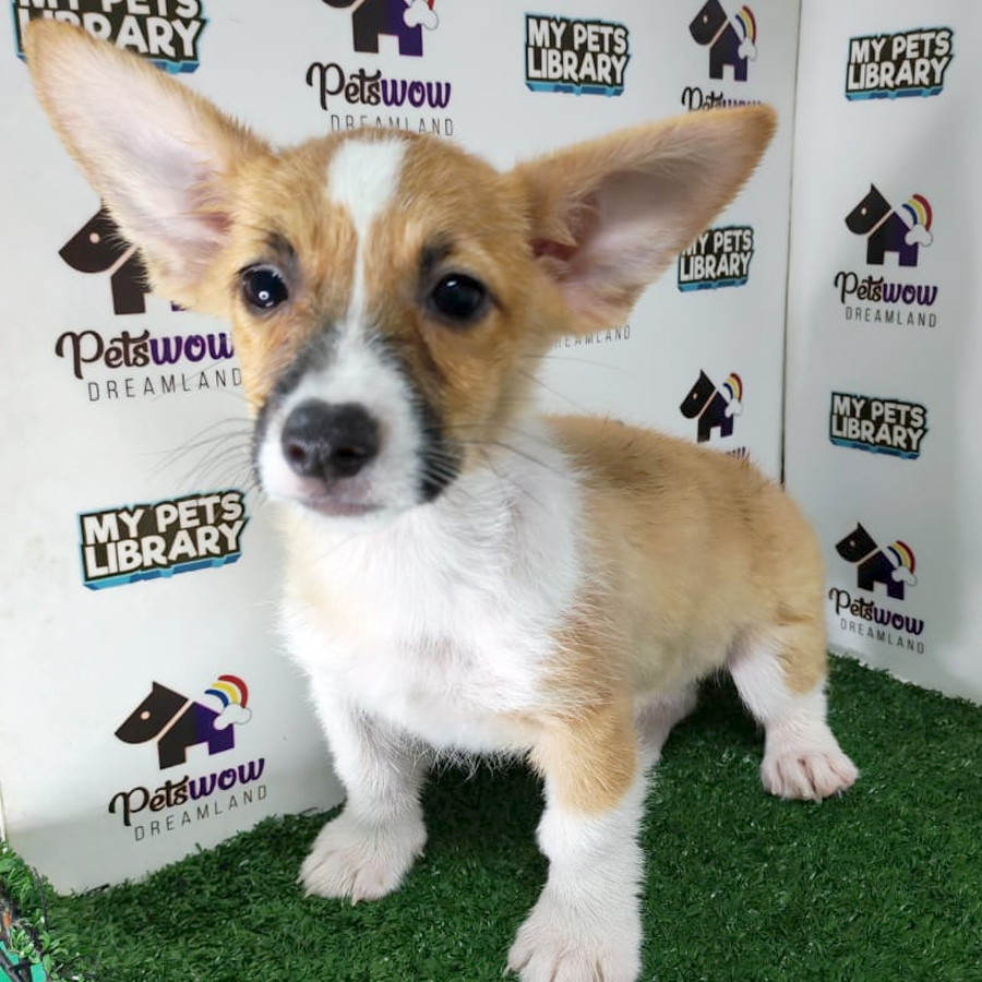 Welsh Corgi Puppy