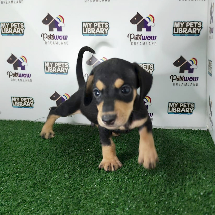Dachshund Puppy